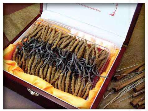 闽侯冬虫夏草回收